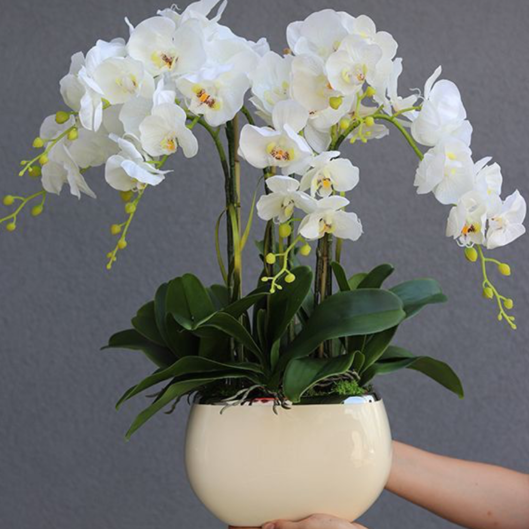 Orchids