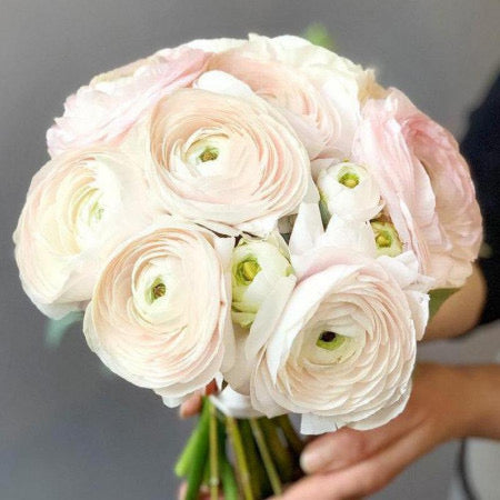 Blush Ranunculus Bridal Bouquet
