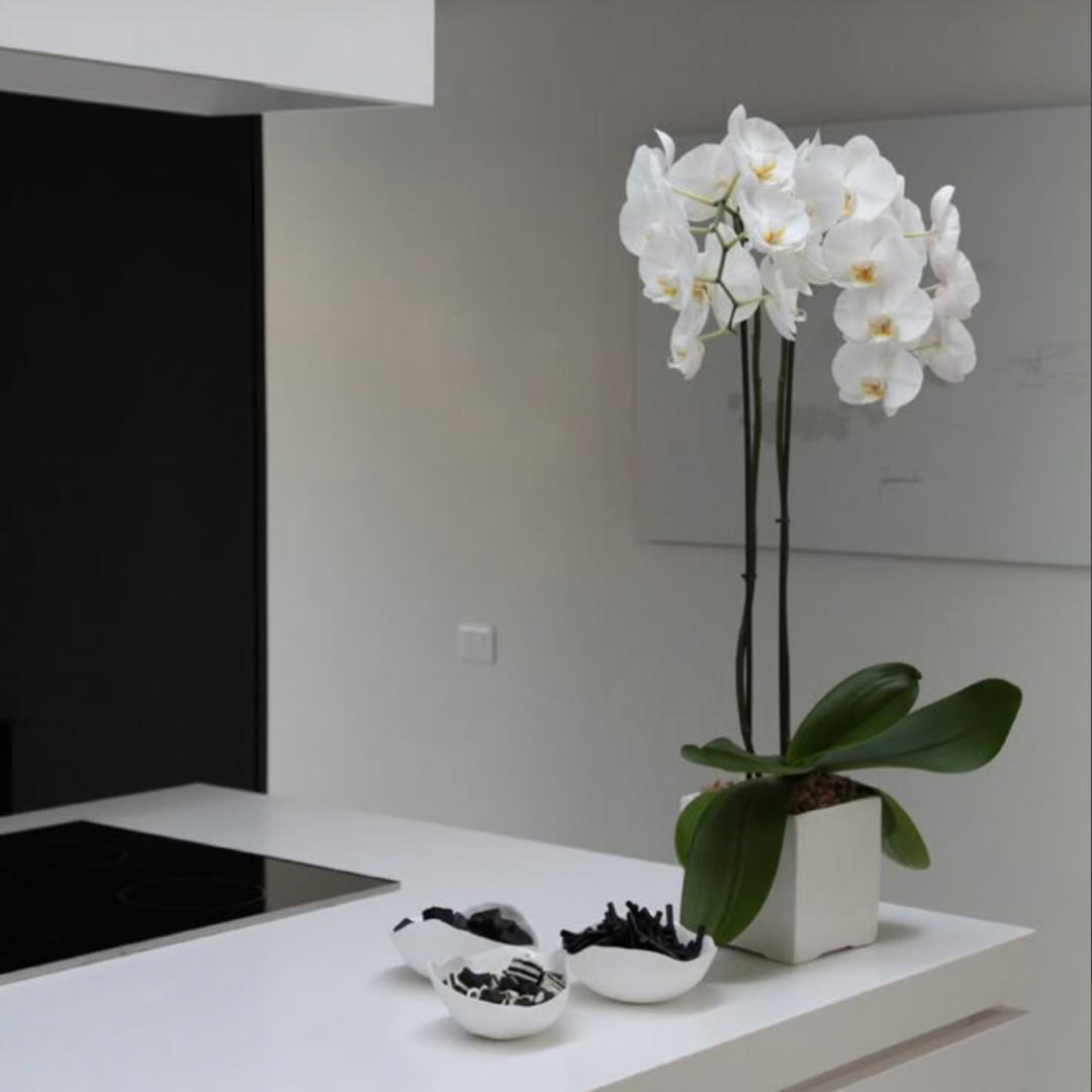 White Phalaenopsis Orchid in Modern Ceramic Pot