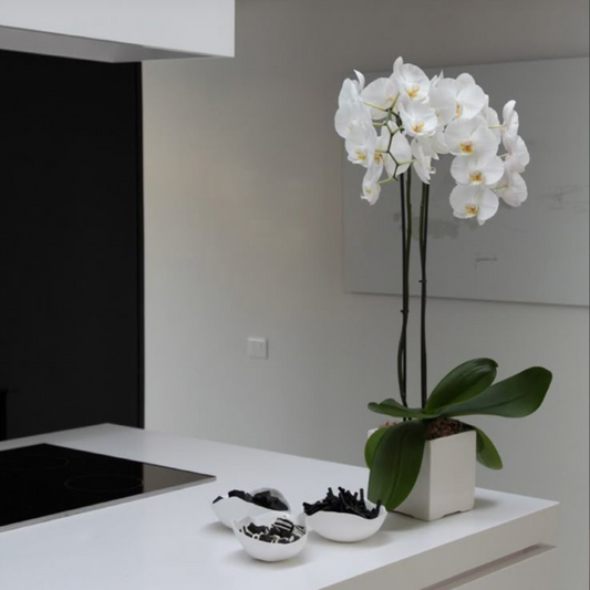 White Phalaenopsis Orchid in Modern Ceramic Pot